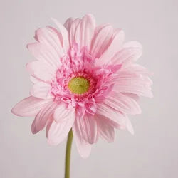 Wholesale Home Decor Table Pieces Single Branch Latex Gerbera Artificial Real Touch Flower White Gerbera - Height 65CM / 03-Pink