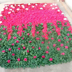SPR Free Shipping 24pcs/set White Blue Ombre Wedding Occasion Artificial Rose Flower Wall Backdrop Factory Sales - 60*40cm(23.62*15.75in) / 7(2)
